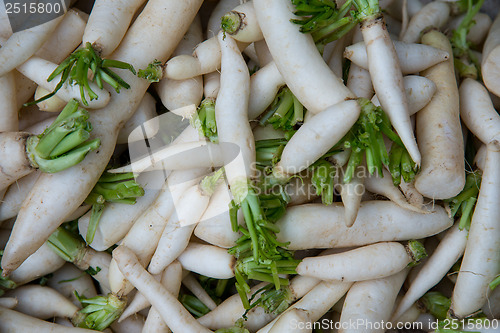 Image of Radish