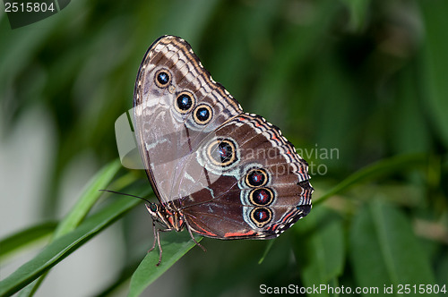 Image of Blue Morpho