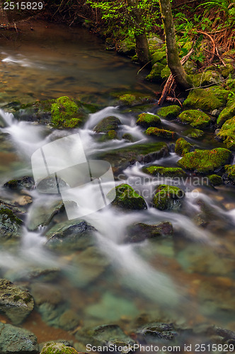 Image of Muir Woods