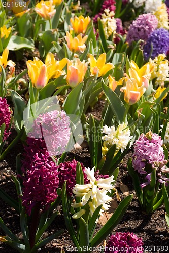 Image of Spring Flowers