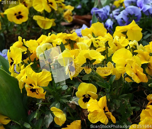 Image of Spring Flowers