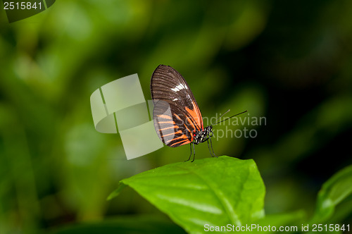 Image of Postman Butterfly