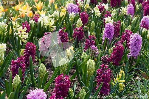 Image of Spring Flowers