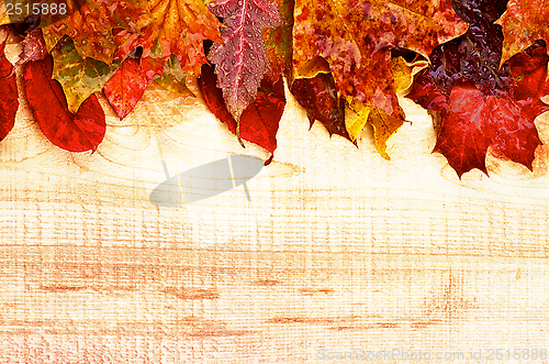 Image of Autumn Leafs