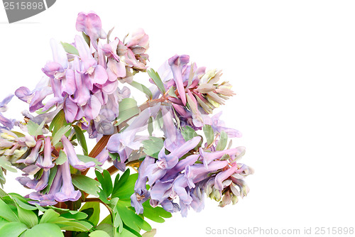 Image of Flower Corydalis halleri . Spring close-up. 