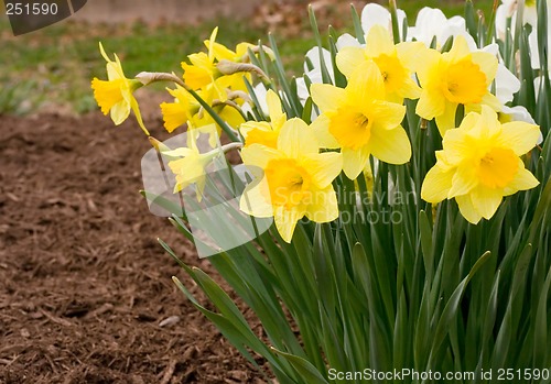 Image of Daffodils