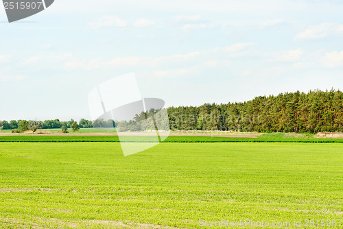 Image of Spring  ukrainian Landscape.  