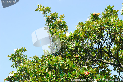 Image of Oleander on the  blue  sky background