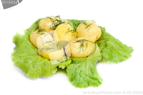 Image of New potato  and green  salad  isolated  on  white background 