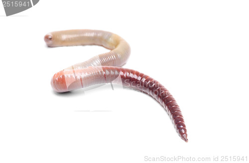 Image of animal earth worm isolated 