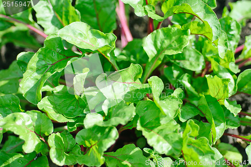 Image of Row of green young beet sprouts 