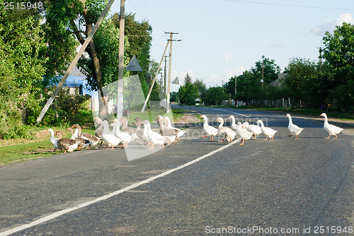 Image of Flock of white and brown geese front of  the paling  