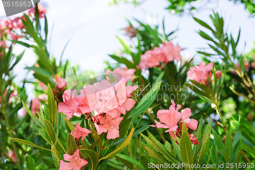 Image of Pink oleander tree in blossom 