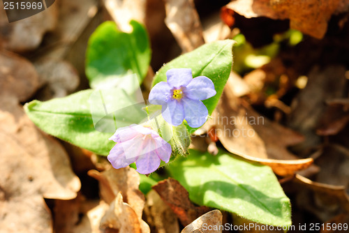 Image of Lungwort medicinal (Pulmonaria officinalis) 