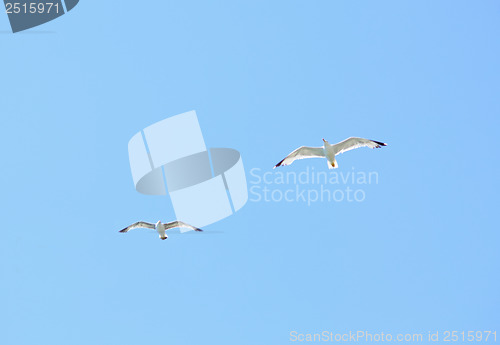 Image of Two european herring gull (Larus argentatus) in blue sky 