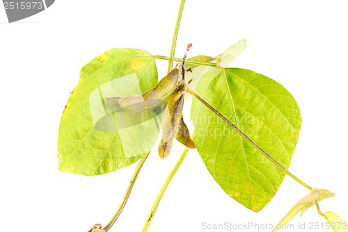 Image of Soy Beans isolated on white background 