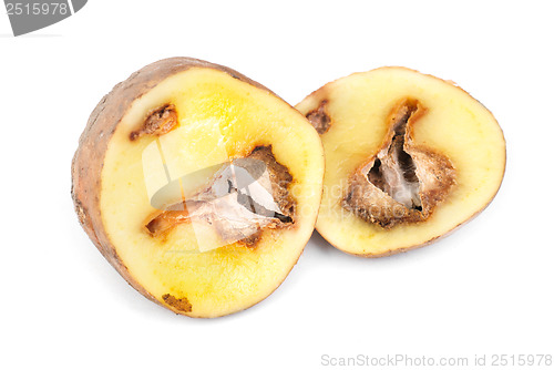 Image of Potatoes infected with fungal disease