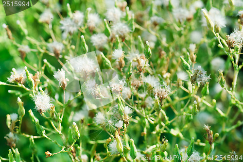 Image of Salad  with seed   as  nature  background