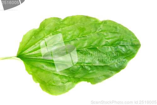 Image of Leaves of a plantain with drops on a white background 