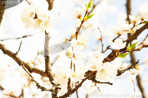 Image of branch of cherry tree with many flowers over blue sky 