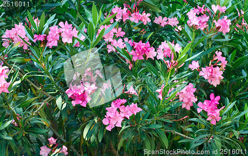 Image of Pink oleander tree in blossom 