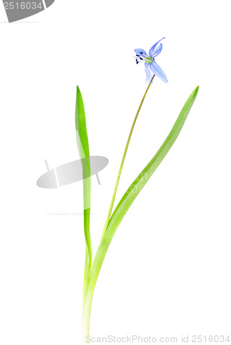 Image of Snowdrop blue isolated on a white background 