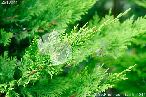 Image of branch cupressocyparis  Leylandii  green  background