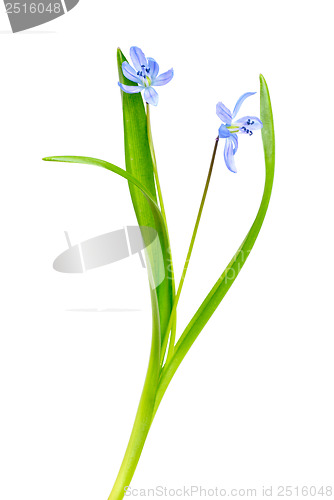 Image of Snowdrop blue isolated on a white background 