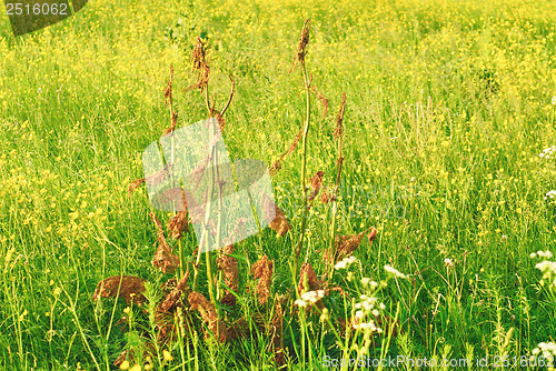 Image of sorrel horse on a background of yellow wild flowers/Rumex acetosa