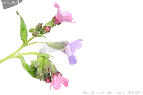 Image of Lungwort medicinal (Pulmonaria officinalis) isolated on white 