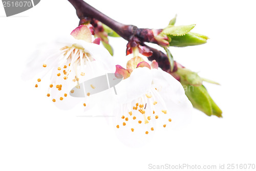 Image of branch of cherry tree with two flowers isolated on  white