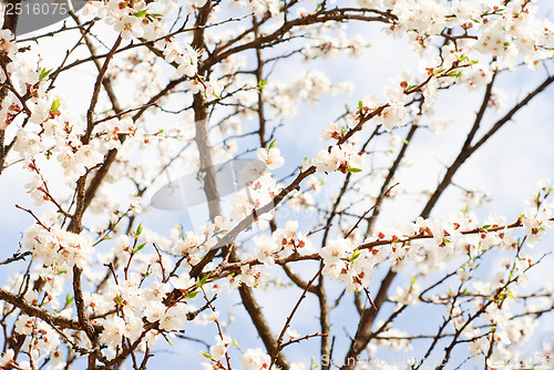 Image of branch of cherry tree with many flowers over blue sky 