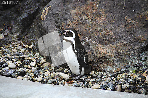 Image of  humboldt penguin