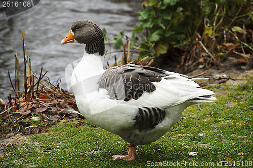 Image of  Ölands goose