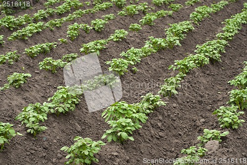 Image of potato field