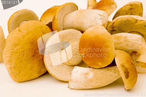 Image of White fungus.