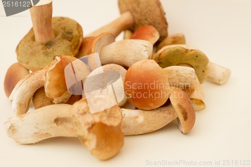 Image of White fungus.