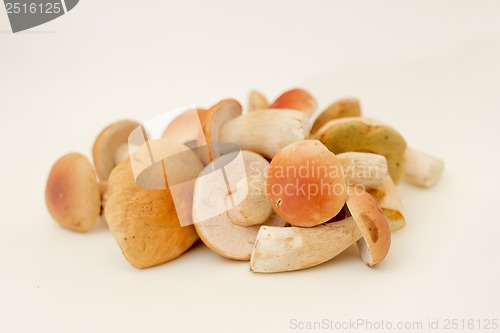 Image of White fungus.