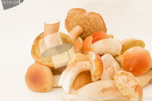 Image of White fungus.