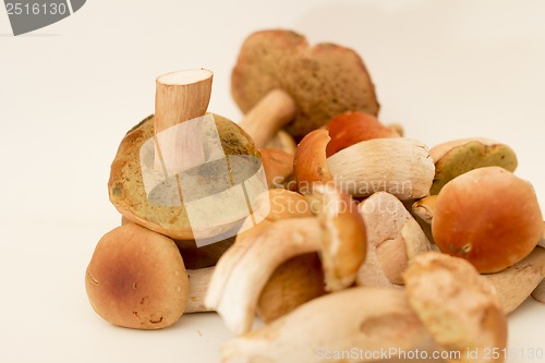 Image of White fungus.