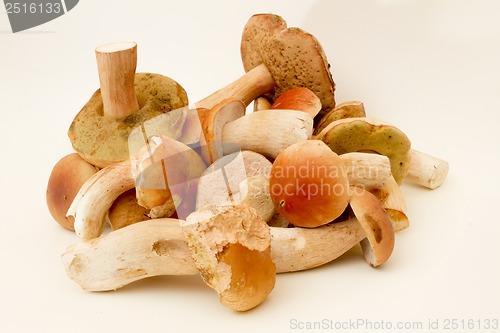 Image of White fungus.