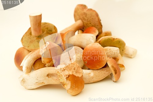Image of White fungus.