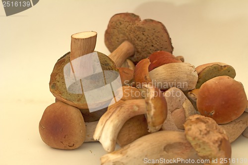 Image of White fungus.