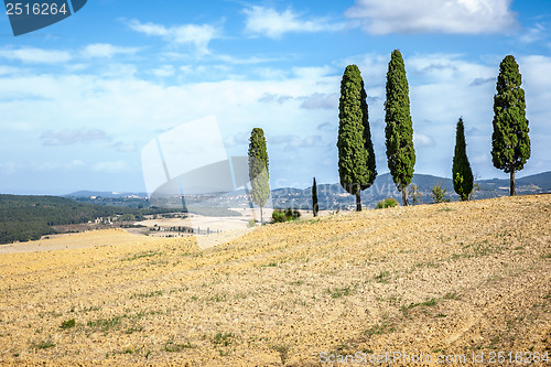 Image of Tuscany Cypress