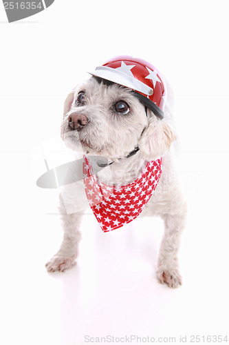 Image of Dog wearing bike helmet and bandana