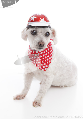 Image of Dog wearing bike helmet and bandana