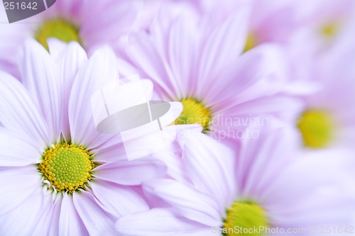 Image of flower background