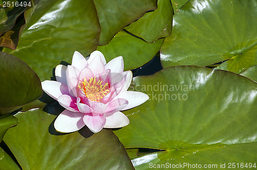 Image of Water lily (Nymphaea)
