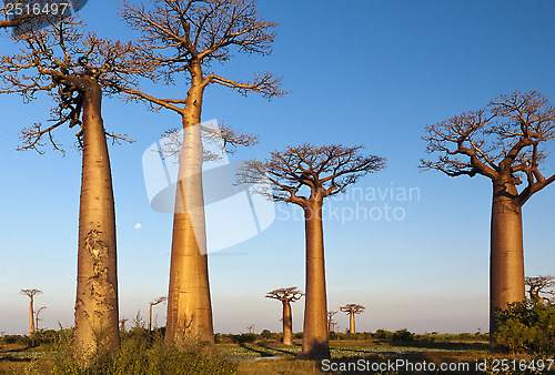 Image of Group of baobab trees