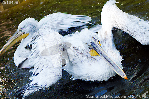 Image of Pelican